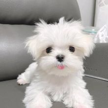 Maltese Puppies for adoption(cynthiamorgan1132@gmail.com) Image eClassifieds4U