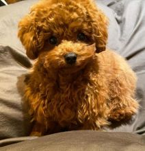 Pretty toy poodle puppies for adoption. Image eClassifieds4u 1