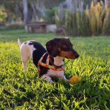Quality Dachshund puppies for adoption Image eClassifieds4U