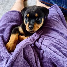 Rottweiler Puppies for Sale Image eClassifieds4U
