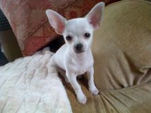 Teacup Toy Chihuahua puppies for adoption Image eClassifieds4u 1