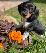 Wonderful Dachshund puppies for sale Image eClassifieds4U