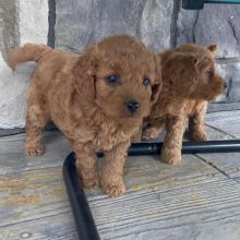 wonderful litter of goldendoodle puppies for adoption , (kgraykevin0@gmail.com) Image eClassifieds4u 1