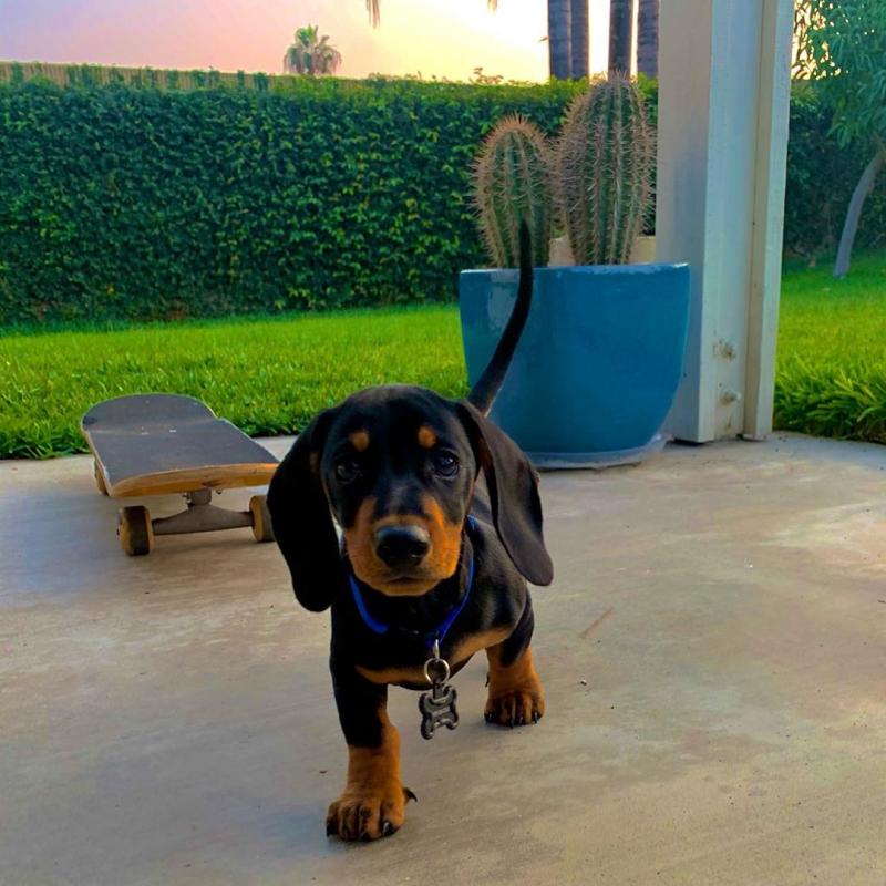 Marvellous Dachshund for adoption Image eClassifieds4u
