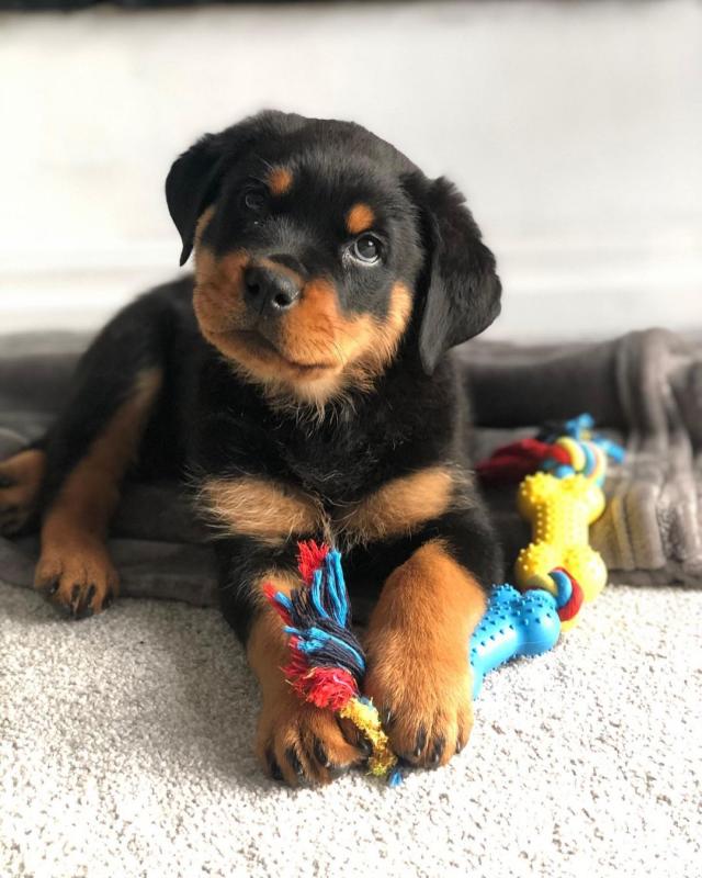Marvellous Rottweiler for adoption Image eClassifieds4u