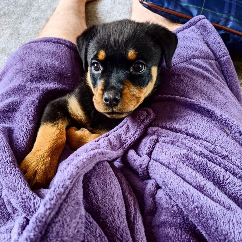 Rottweiler Puppies for Sale Image eClassifieds4u
