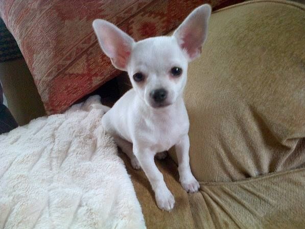 Teacup Toy Chihuahua puppies for adoption Image eClassifieds4u