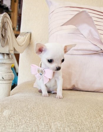 Teacup Toy Chihuahua puppies for adoption Image eClassifieds4u