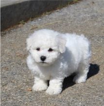 Adorable lovely Male and Female bichon frise Puppies for adoption