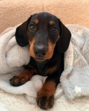 Beautiful Dachshund puppies for your home this Christmas