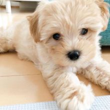 Charming Whte Maltipoo Puppy for Sale