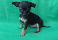 Chihuahua puppies for adoption