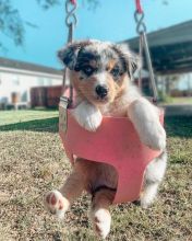Excellence lovely Male and Female Australia Shepherd Puppies for adoption