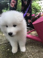 Excellence lovely Male and Female samoyed Puppies for adoption