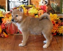 Excellence lovely Male and Female shiba inu Puppies for adoption