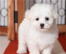 Fantastic maltese Puppies Male and Female for adoption