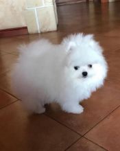 Fantastic pomeranian Puppies Male and Female for adoption