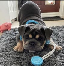 Smart English bulldog puppies for adoption to a lovely home