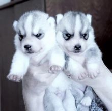 Strong and healthy Siberian husky puppies for free adoption