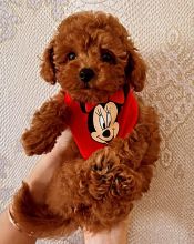 Toy poodle puppies looking for a new home