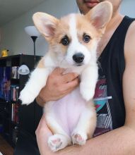 We are given out this welsh corgi puppies for free adoption
