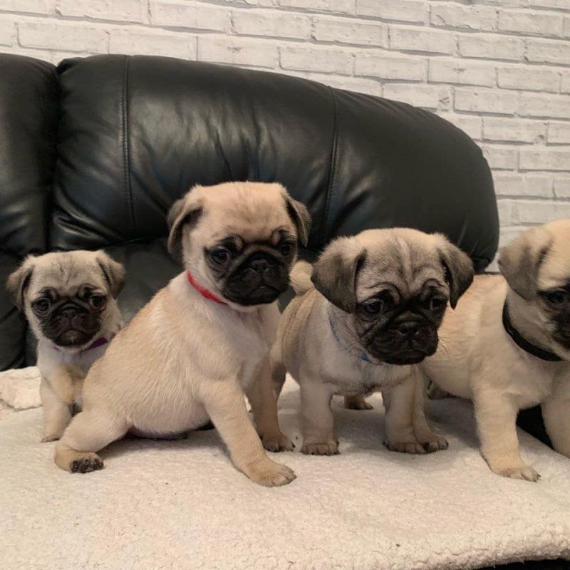 Adorable lovely Male and Female pug Puppies for adoption Image eClassifieds4u