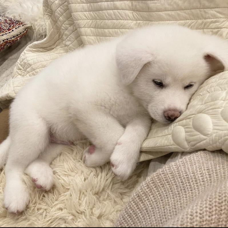 Akita inu puppies for free adoption Image eClassifieds4u