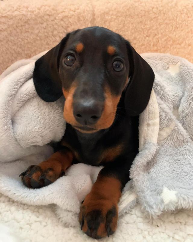Beautiful Dachshund puppies for your home this Christmas Image eClassifieds4u