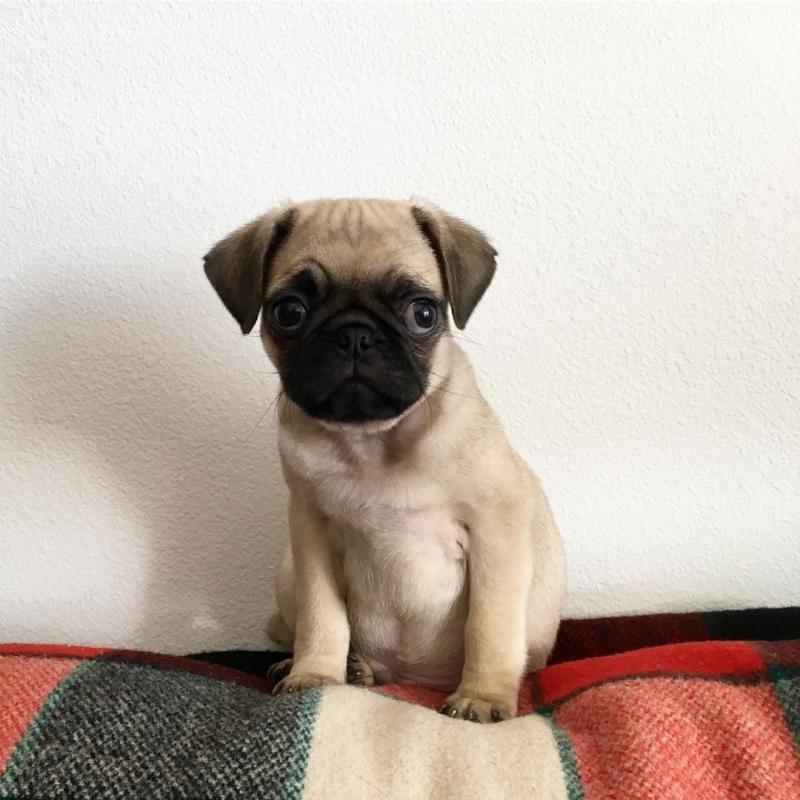 Excellence lovely Male and Female pug Puppies for adoption Image eClassifieds4u
