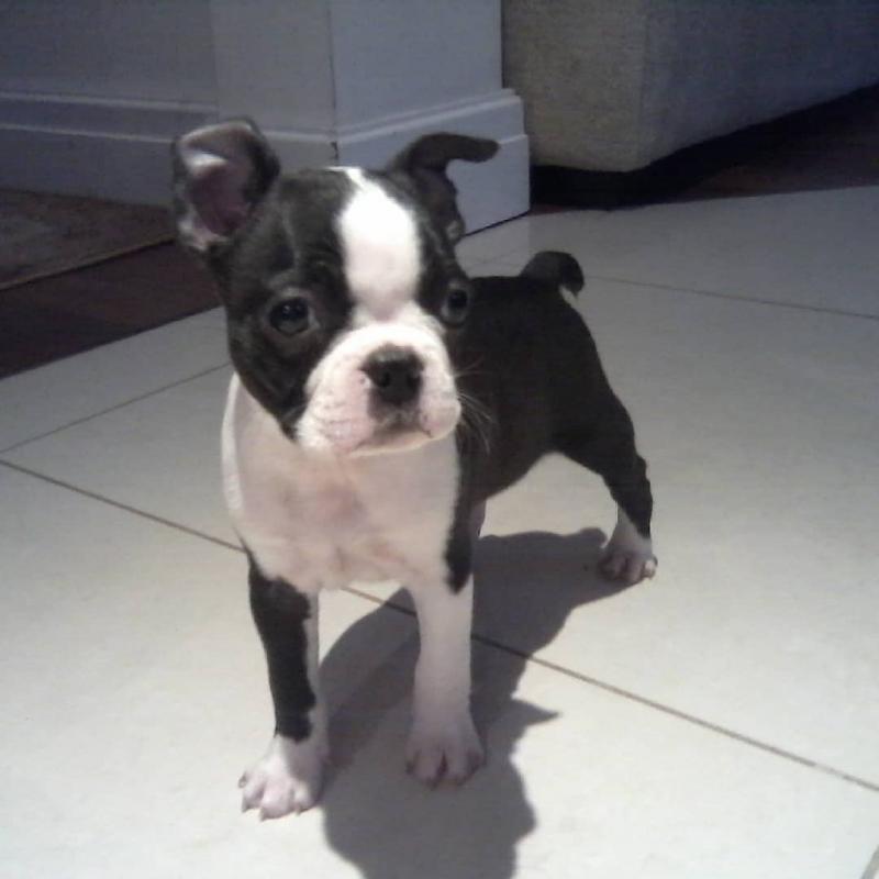 Fantastic boston Puppies Male and Female for adoption Image eClassifieds4u