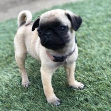Adorable lovely Male and Female pug Puppies for adoption Image eClassifieds4u 2