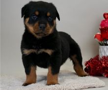 Excellence lovely Male and Female rottweiler Puppies for adoption Image eClassifieds4U