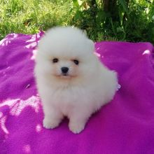 Pomeranian puppies for adoption Image eClassifieds4u 1