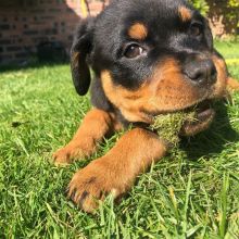 Special little Rottweiler puppies Image eClassifieds4U