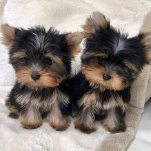 Yorkie puppies for adoption(smithmarieann99@gmail.com) Image eClassifieds4u 1