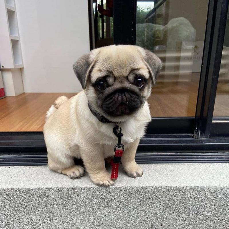 Phenomenal PUG puppies for adoption Image eClassifieds4u