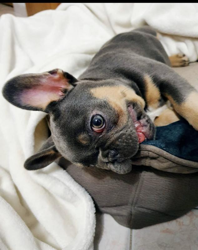 pretty french bulldog for free adoption Image eClassifieds4u