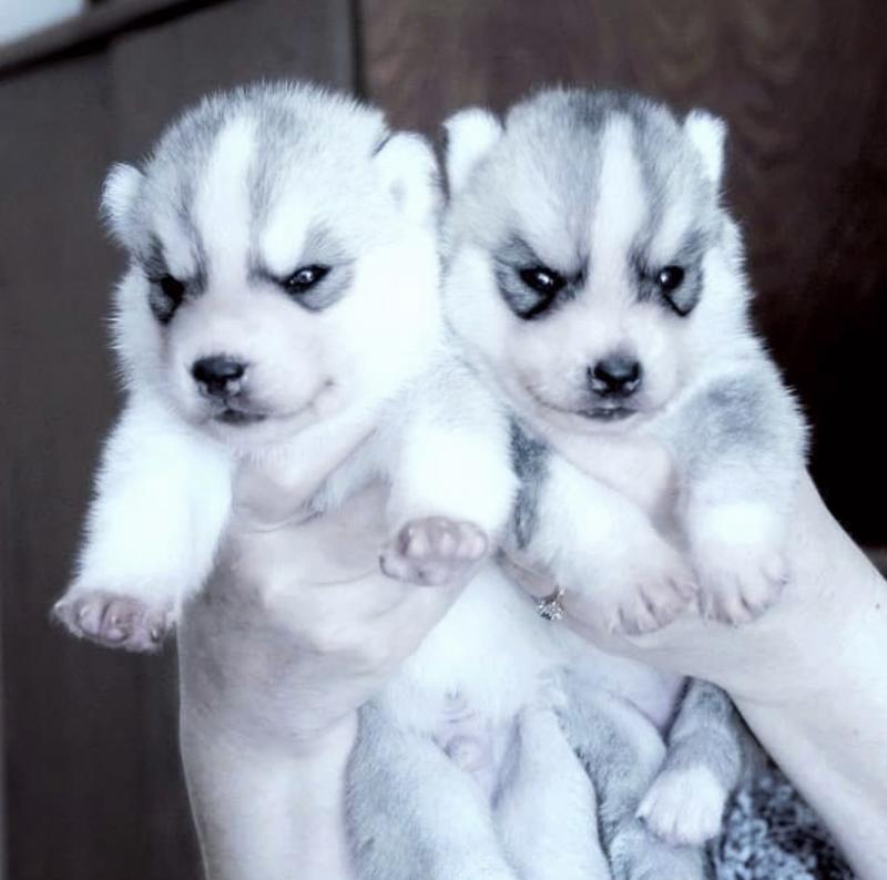 Siberian husky puppies for free adoption Image eClassifieds4u