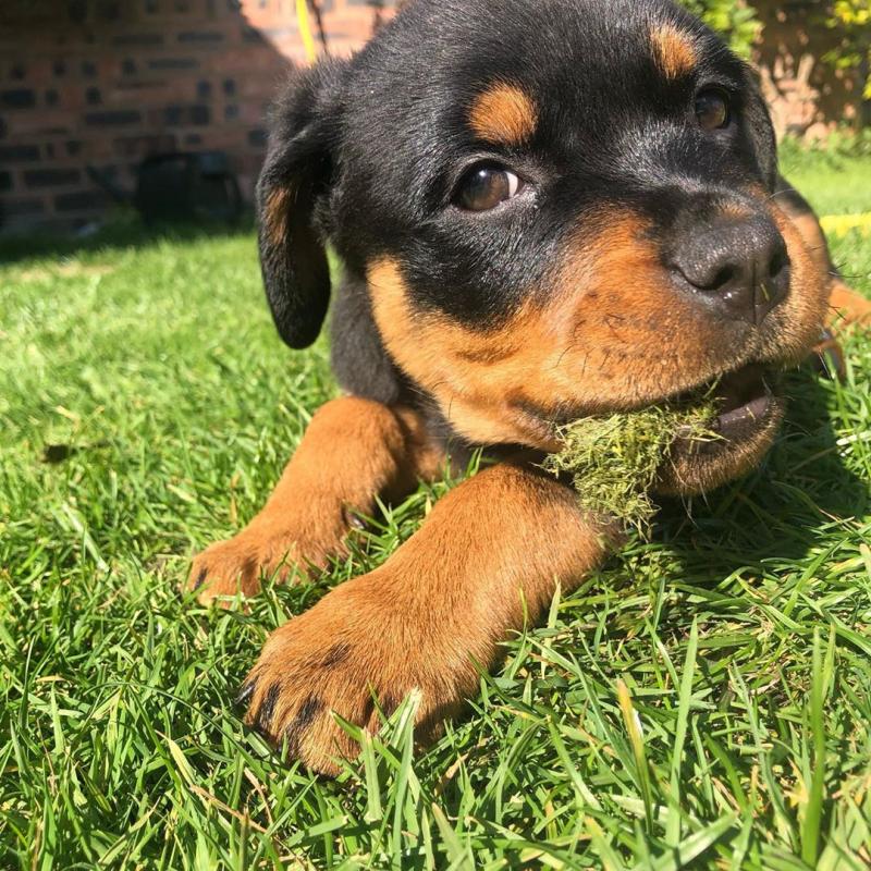 Special little Rottweiler puppies Image eClassifieds4u