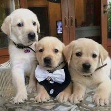 Adorable lovely Male and Female labrador retriever Puppies for adoption