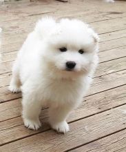 Adorable lovely Male and Female samoyed Puppies for adoption