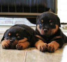 Awesome rottweiller puppies for free adoption