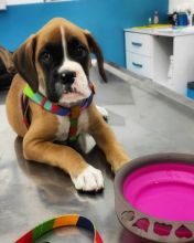 beautiful boxer for free adoption