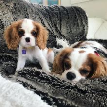 Cavalier king charles puppies for re-homing