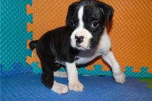 cute Boxer puppies for free adoption