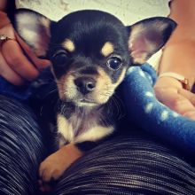 Cute Chihuahua puppies for free adoption