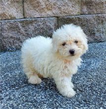 Excellence lovely Male and Female bichon frise Puppies for adoption