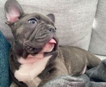 lovely french bulldog for adoption