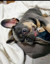 pretty french bulldog for free adoption