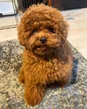 Pretty toy poodle puppies for adoption.